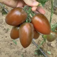 Купить семена Томат Мар саба Купить семена Томат Мар саба