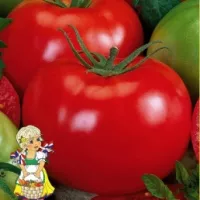Купить семена Томат Марфа Купить семена Томат Марфа