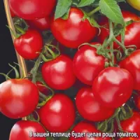 Купить семена Томат Марьина Роща