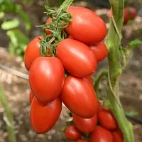 Купить семена Томат Марина