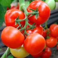 Купить семена Томат Марисса Купить семена Томат Марисса