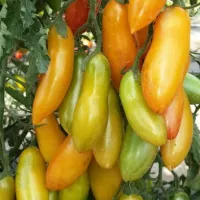 Купить семена Томат Медовые пальчики