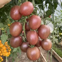 Купить семена Томат Мерхаба Купить семена Томат Мерхаба