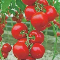 Купить семена Томат Метрополь F1