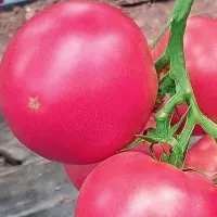 Купить семена Томат Мэй Шуай F1 Купить семена Томат Мэй Шуай F1