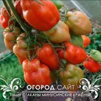 Купить семена Томат Минусинские стаканы