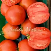 Купить семена Томат Бочковой минусинский красный