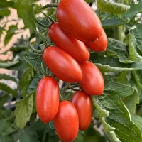 Купить семена томата Мисс Френи F1 Купить семена томата Мисс Френи F1