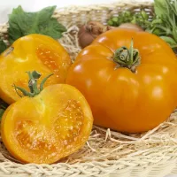 Купить семена Томат Момотаро голд Купить семена Томат Момотаро голд