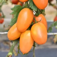 Купить семена Томат Московский деликатес золотой