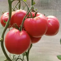 Купить семена Томат Мясистый Сахаристый Купить семена Томат Мясистый Сахаристый