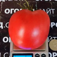 Купить семена Томат Немецкая клубника от Сибирского сада