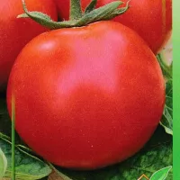 Купить семена Томат Невский Карлик
