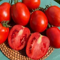 Купить семена Томат Ни забот ни хлопот