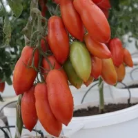 Купить семена Томат Ниагара