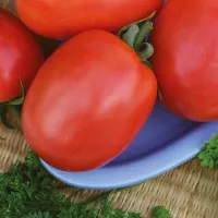 Купить семена Томат Новичок