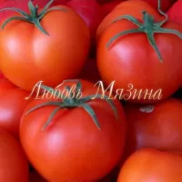 Купить семена Томат Очарование