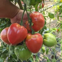 Купить семена Томат ОКС Десерт Купить семена Томат ОКС Десерт