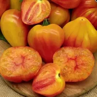 Купить семена томата Оранжевый Слон Минусинский