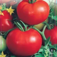 Купить семена Томат Отрадный