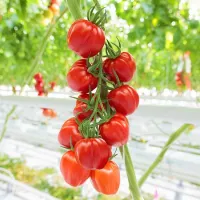 Купить семена Томат Папелетто Купить семена Томат Папелетто