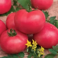 Купить семена Томат Персиановский