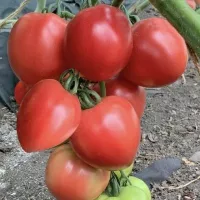 Купить семена Томат Пинк хайп Купить семена Томат Пинк хайп