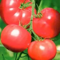 Купить семена Томат Пинк самсон Купить семена Томат Пинк самсон