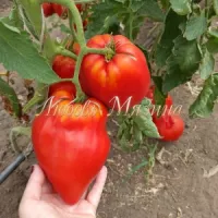 Купить семена Томат Подарок тетушки Сварло от Мязиной