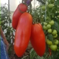 Купить семена Томат Позано F1 Купить семена Томат Позано F1