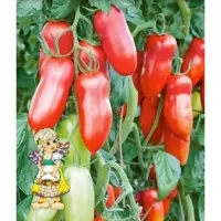 Купить семена Томат Позано F1