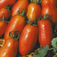 Купить семена Томат Рома