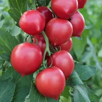 Купить семена Томат Росе Купить семена Томат Росе