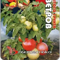 Купить семена Томат Роза ветров