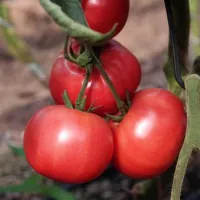 Купить семена Томат Розализа Купить семена Томат Розализа