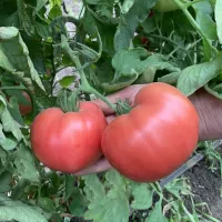Купить семена Томат Розе F1