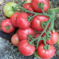 Купить семена Томат Катя Купить семена Томат Катя