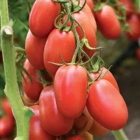 Купить семена Томат Розовый Агат Купить семена Томат Розовый Агат