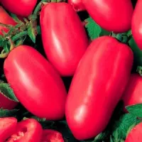 Купить семена Томат Новый Кенигсберг Купить семена Томат Новый Кенигсберг