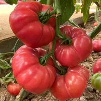 Купить семена Томат Розовый Марманде Купить семена Томат Розовый Марманде