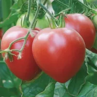 Купить семена Томат Розовый спам F1