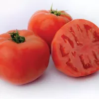 Томат Румяный шар F1 Вкуснотека Томат Румяный шар F1 Вкуснотека
