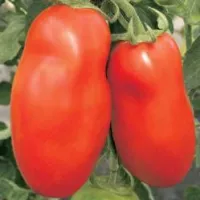 Купить семена Томат Русские колокола