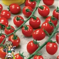 Купить семена Томат Сакура