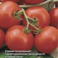 Купить семена Томат Санька