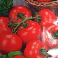 Купить семена Томат Семеновна Купить семена Томат Семеновна