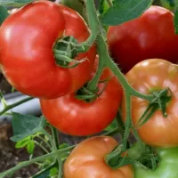 Купить семена Томат Семейный F1