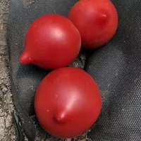 Томат Семко 2010 Томат Семко 2010