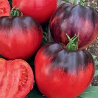 Купить семена Томат Сержант Пеппер (Sgt Peppers)