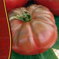 Купить семена Томат Сержант Пеппер Бронзовый